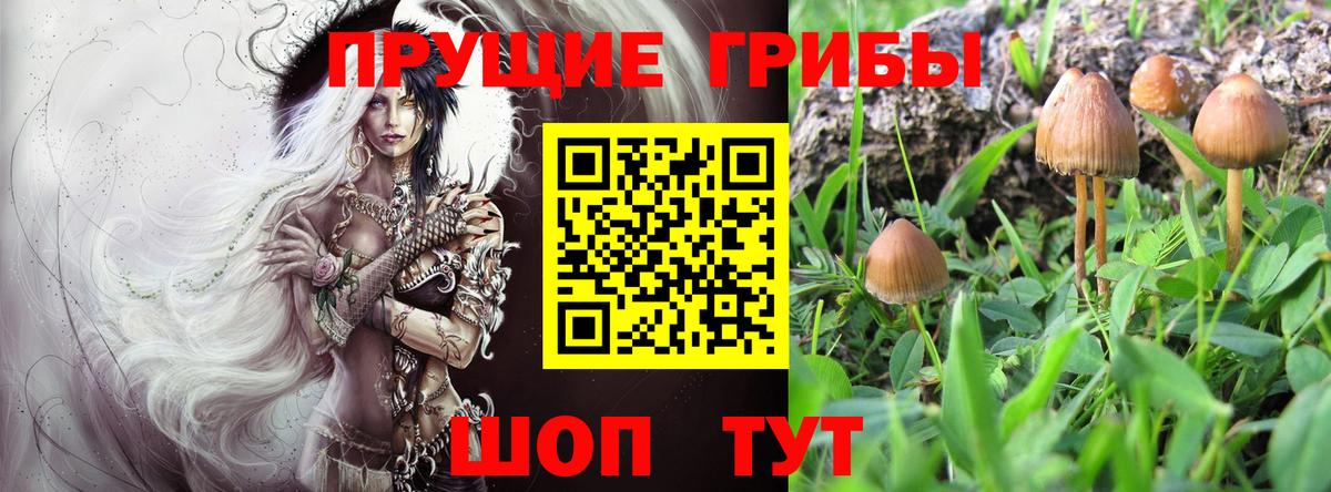 Псилоцибиновые грибы ЛСД Майкоп